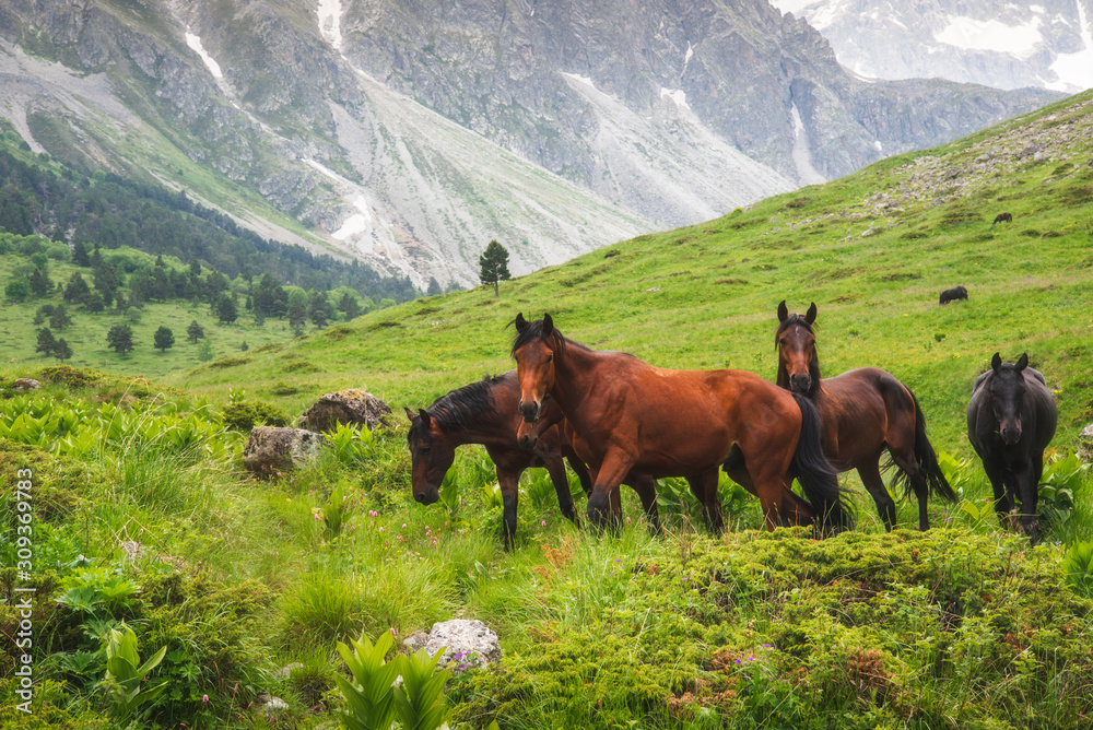 Wild horses are walking on a green meadow against the backdrop of mountains with soft focus Wild horses are walking on a green meadow against the backdrop of mountains with soft focus
