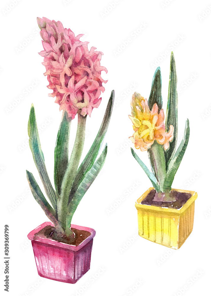 watercolor illustration - pink and yellow hyacinths