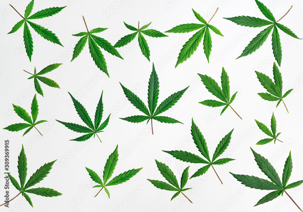 many hemp leaves of different sizes lie on a white background
