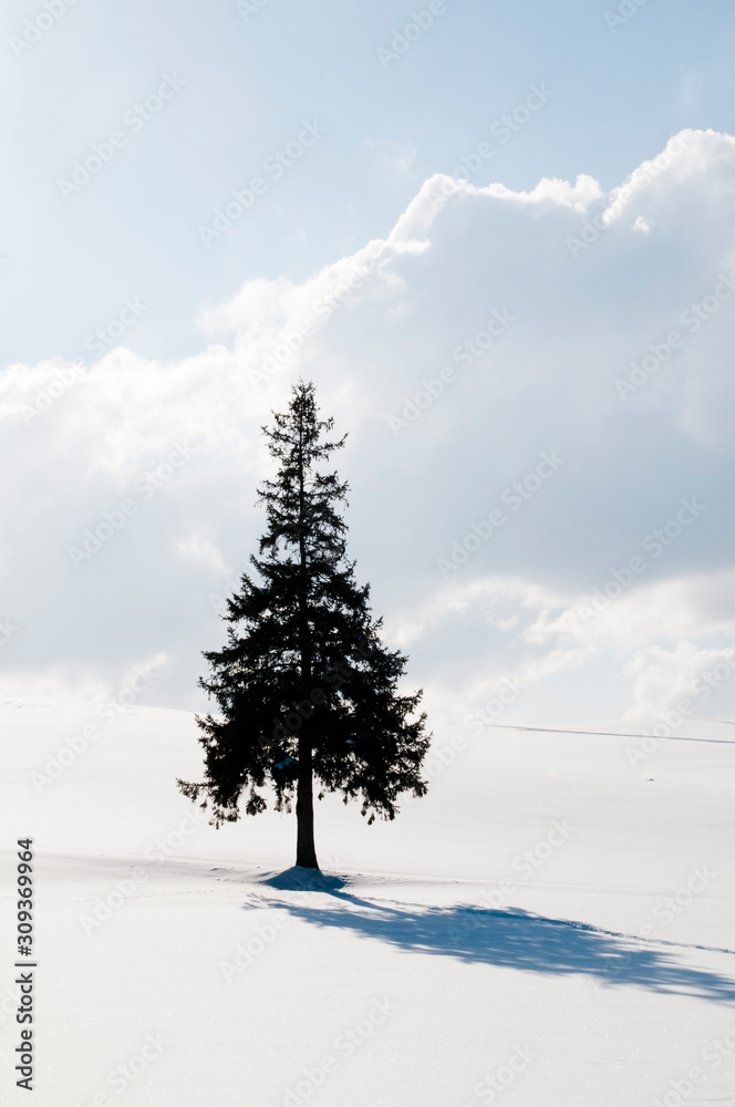 雪原に立つ一本の松の木　美瑛町