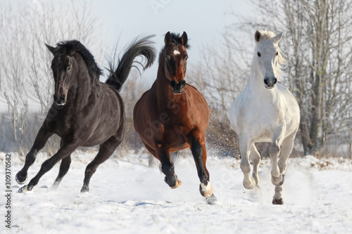Fototapeta Naklejka Na Ścianę i Meble -  Drei Pferde galoppieren über Schneewiese