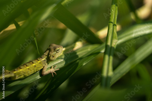 a chameleon in a dense green foliage ready to strike