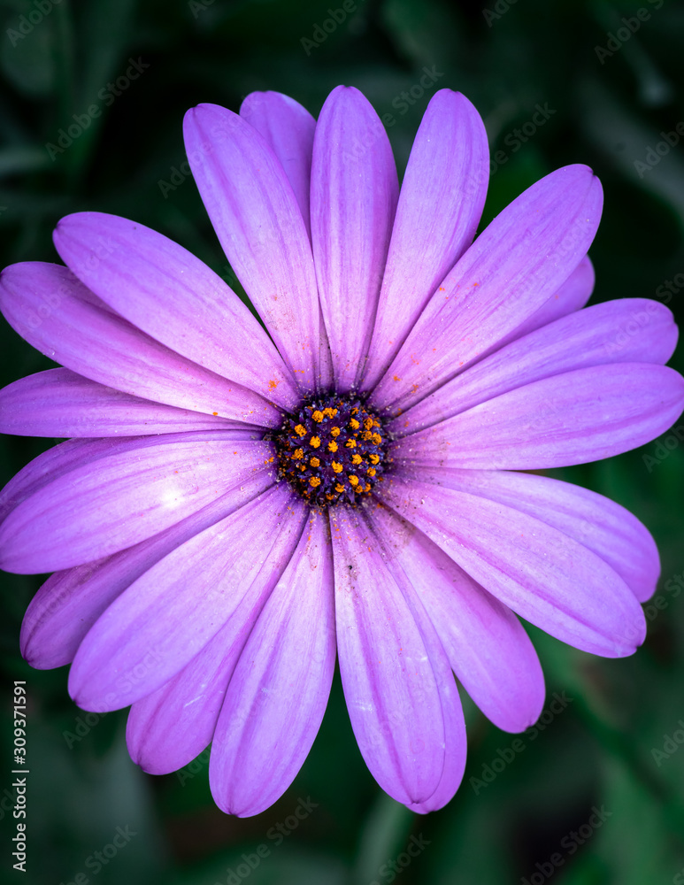 a purple flower in tight composition with details of petals of the daisy family a purple flower in tight composition with details of petals of the daisy family