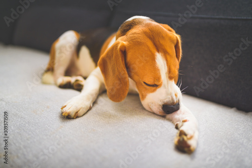 Wallpaper Mural Beagle dog biting his itching skin on legs. Skin problem allergy reaction or stress reaction concept. Torontodigital.ca
