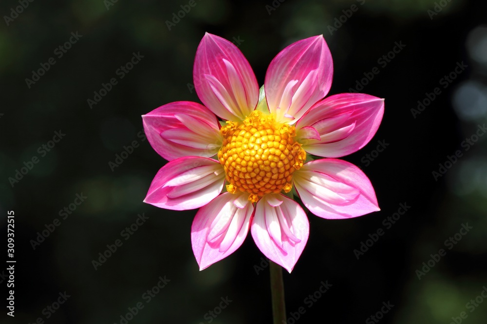 Obraz premium ダリア（アルペンダイヤモンド）