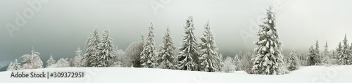 Bottom view tall beautiful majestic spruce trees