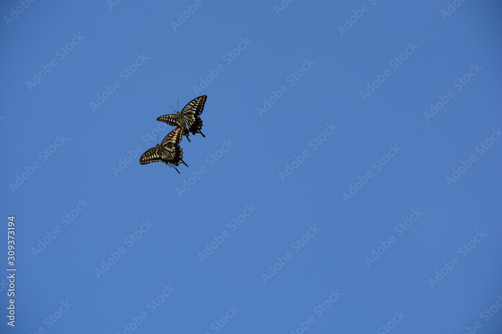 Two swallowtail butterflies compete for territories. Two swallowtail butterflies compete for territories.
