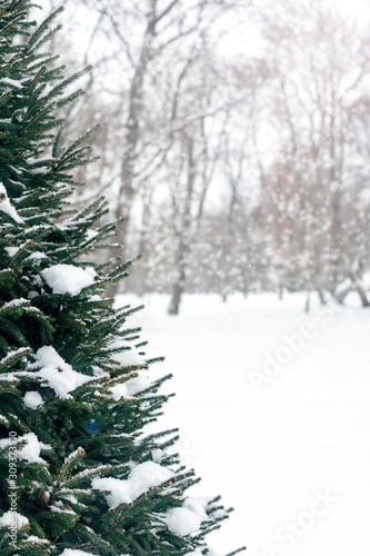evergreen christmas tree under the snow in the forest. Vertical orientation