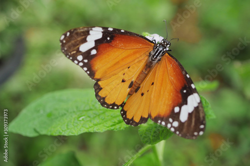 beautiful butterfly in blossom flower garden © sutichak