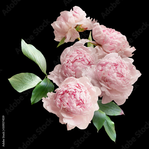 Fototapeta Naklejka Na Ścianę i Meble -  Floral arrangement, bouquet of garden flowers. Pink peonies isolated on black background.