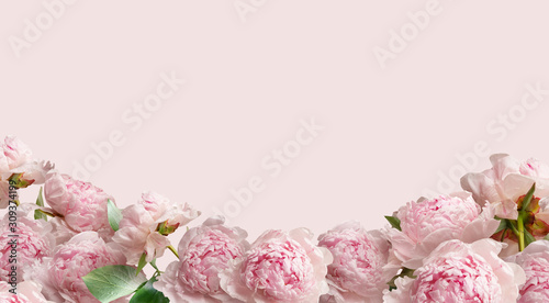 Fototapeta Naklejka Na Ścianę i Meble -  Pink peonies isolated on pastel background. Floral banner, cover header with copy space.