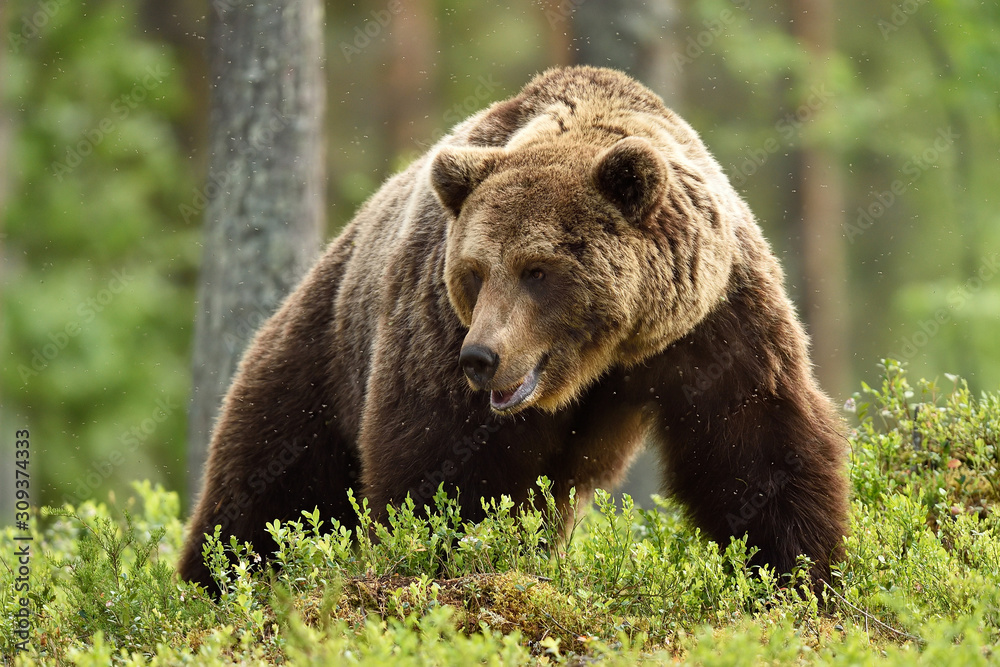 brown bear powerful pose in a forest brown bear powerful pose in a forest