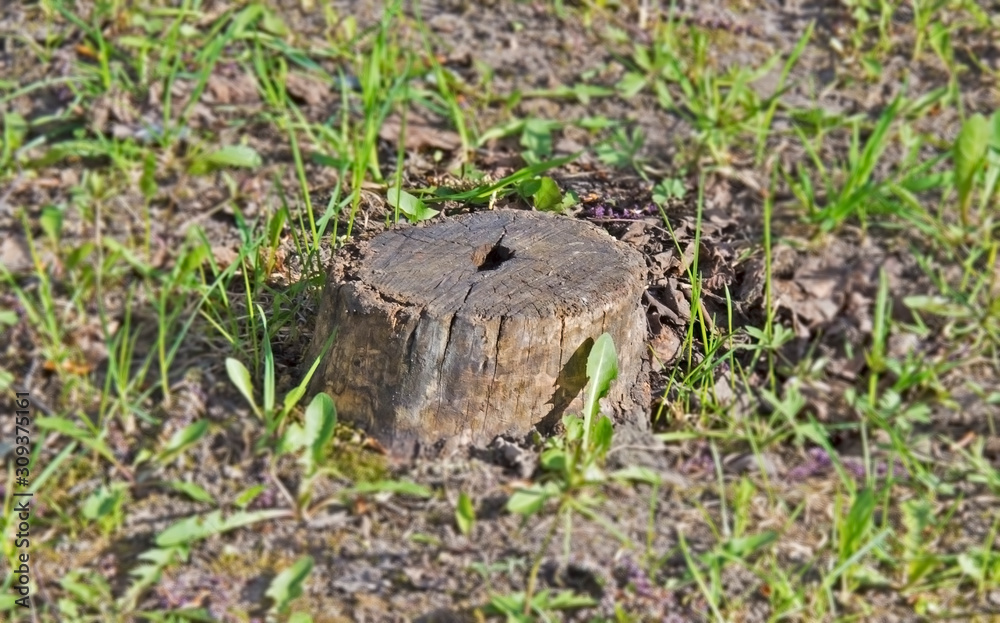 stump in the forest stump in the forest