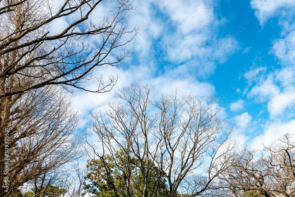 都市公園の欅の古木