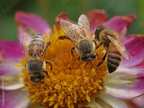 Obraz na plátně Honey bees working in a team
