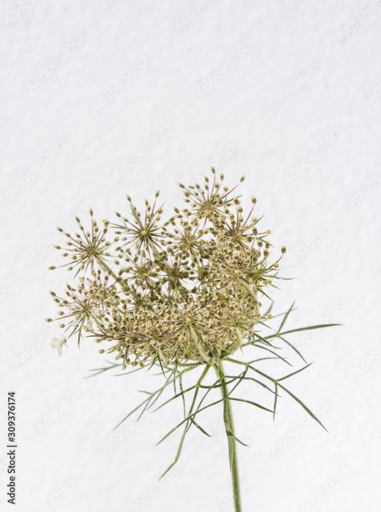 Fototapeta premium pianta con fiori di carota selvatica su sfondo bianco
