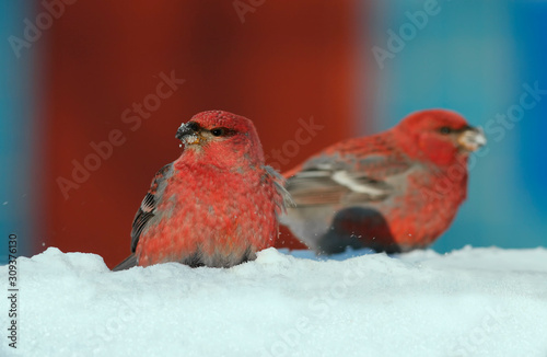 two bright red birds male squint sitting on white snow in the winter Park © nataba