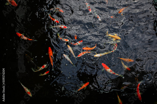 Top view of the Fancy carp or Mirror carp fish in the pond with black background. Bird eye view of the beautiful fish in the canal.