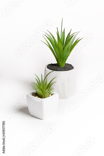 plant in pot isolated on white