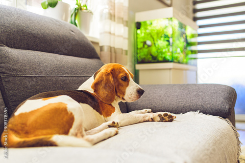 Beagle dog tired sleeps on a cozy couch in bright room. Adorable canine background