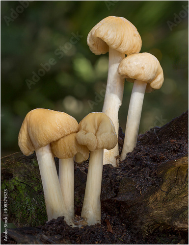 Glossy milk cap mushroom cluster photo taken close up