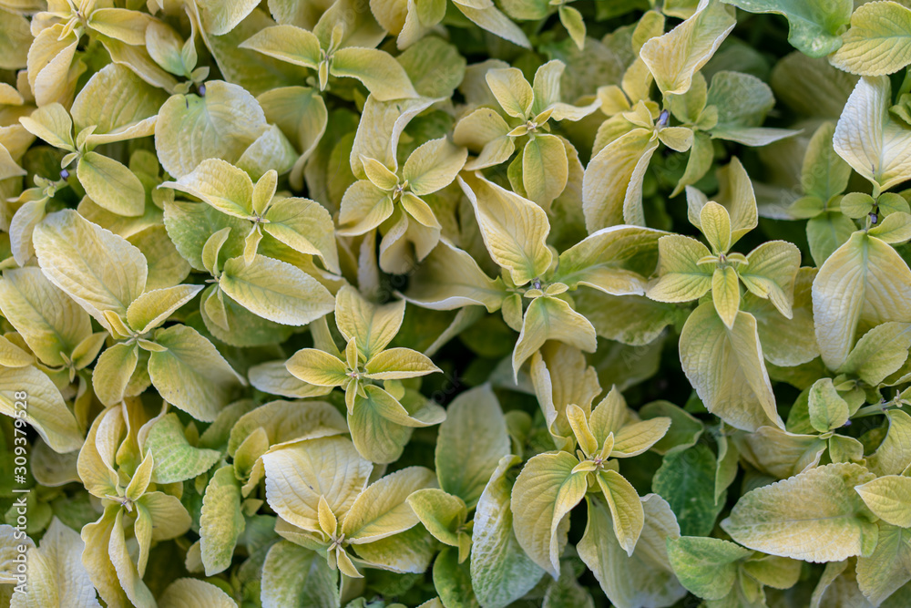 Obraz premium Soft green leaves close up background. Nature pattern.