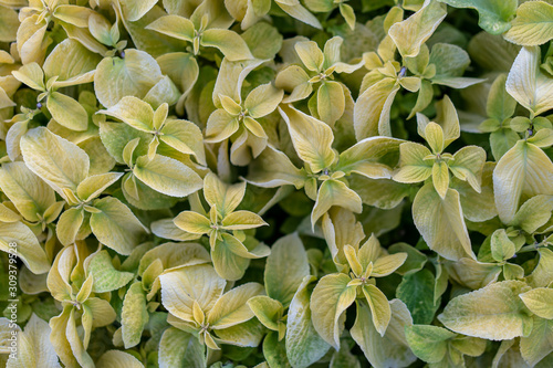 Soft green leaves close up background. Nature pattern.