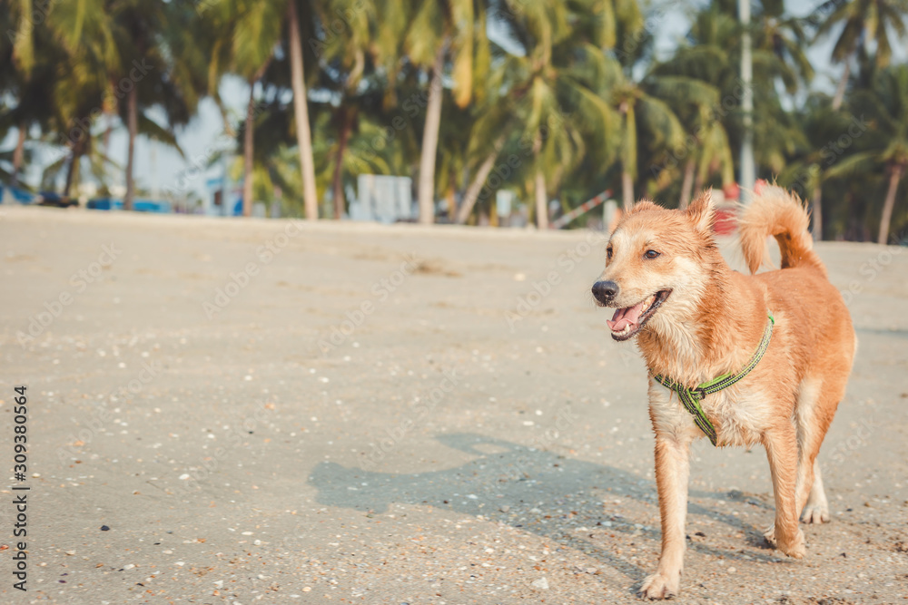 the dog on the beach with sunset time. the dog on the beach with sunset time.