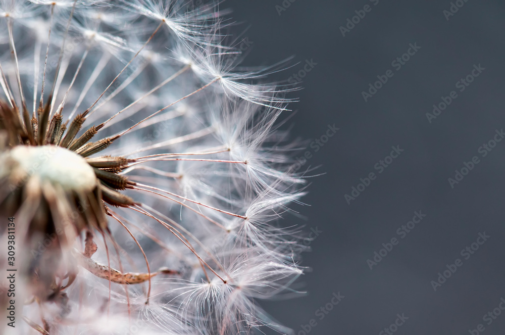 Fototapeta premium beautiful natural cut delicate dandelion flower with white fluffy and light seeds on grey background