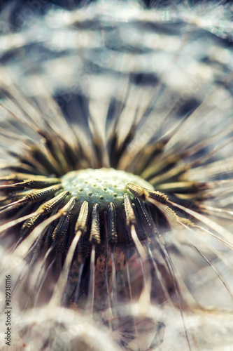 natural with delicate dandelion flower with white fluffy and light seeds in s...