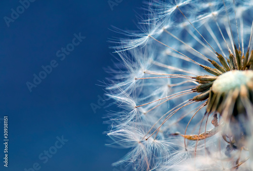 beautiful natural cut delicate dandelion flower with white fluffy and light s...