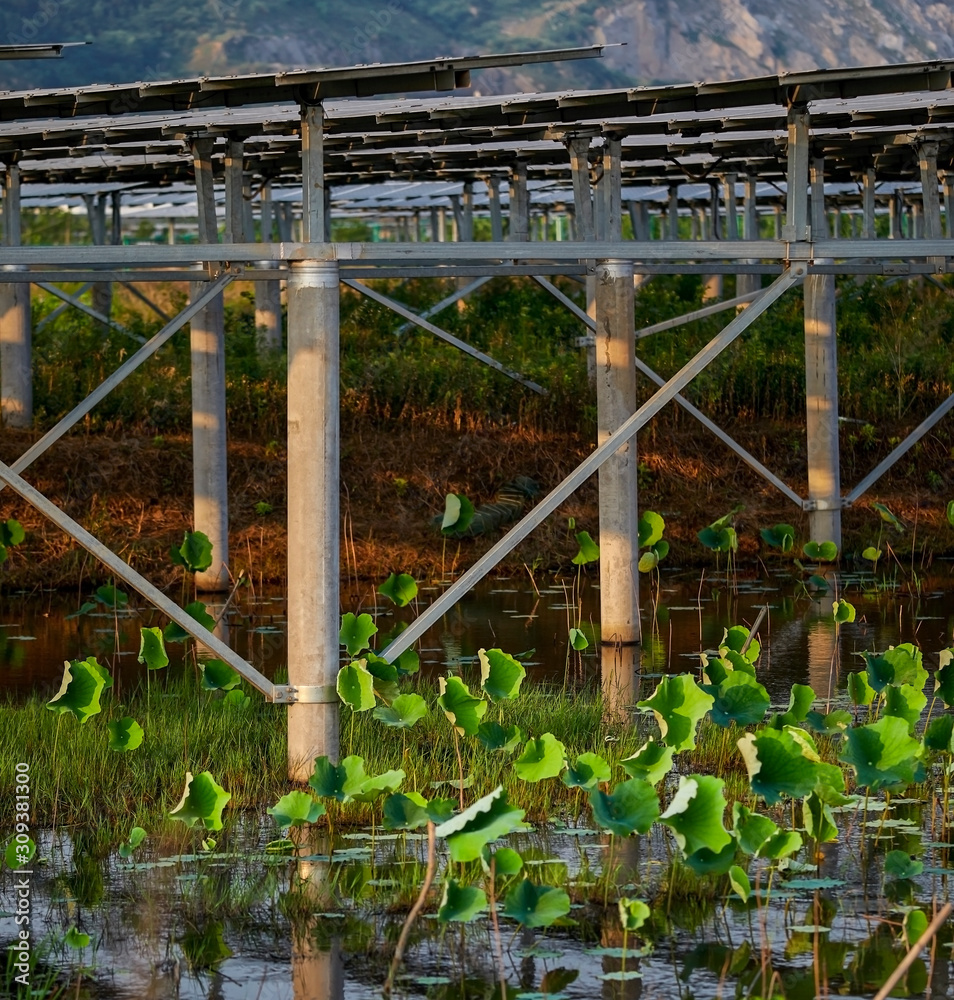Solar photovoltaic cells built in a lotus pond