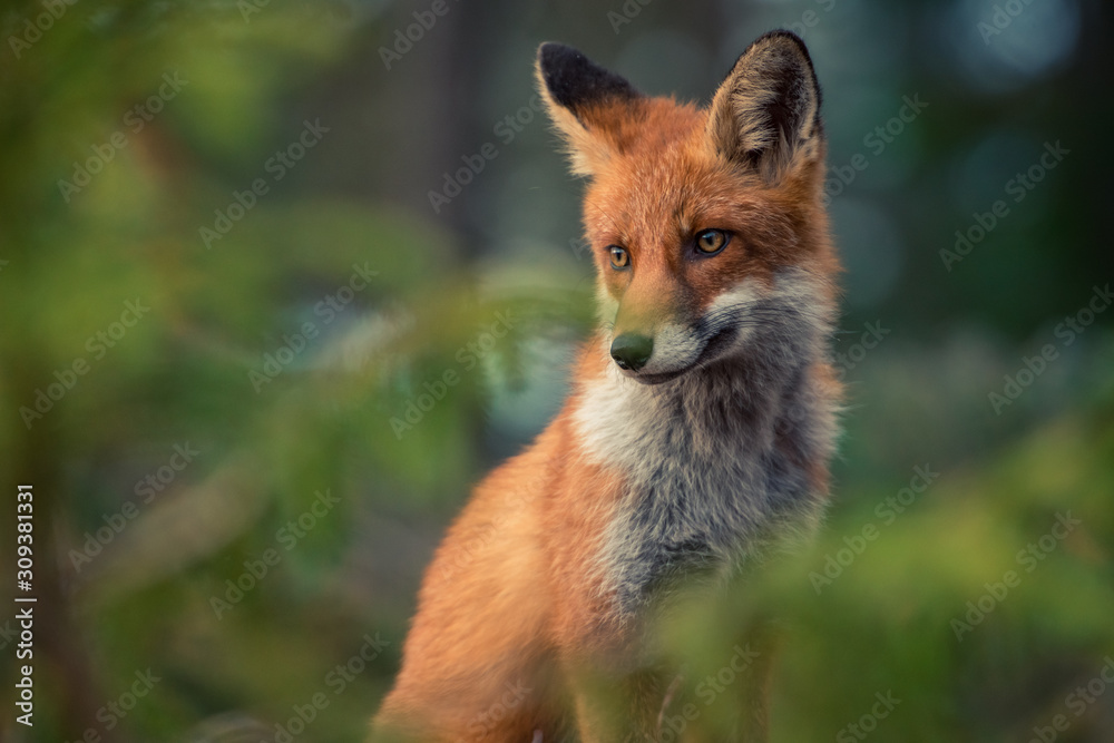 red fox in wild red fox in wild