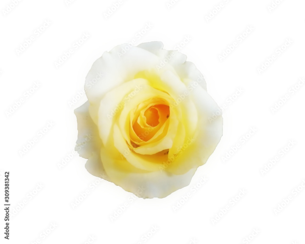 yellow rose isolated on white background yellow rose isolated on white background