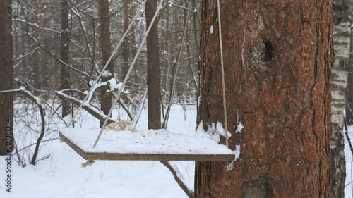 Gray red squirrels playfully climb trees and feeders in the forest
