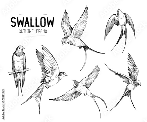 Set of a flying swallows. Hand drawn illustration converted to vector. Outline with transparent background