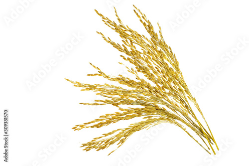 Ear of sticky paddy rice at white background