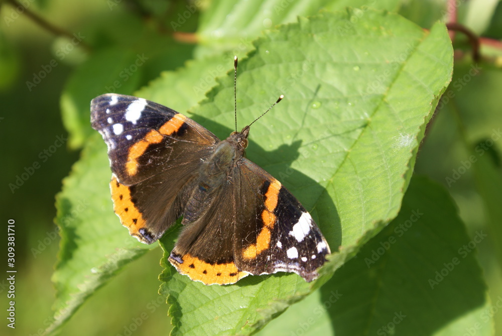 Admiral, Schmetterling,Vanessa altalanta Admiral, Schmetterling,Vanessa altalanta