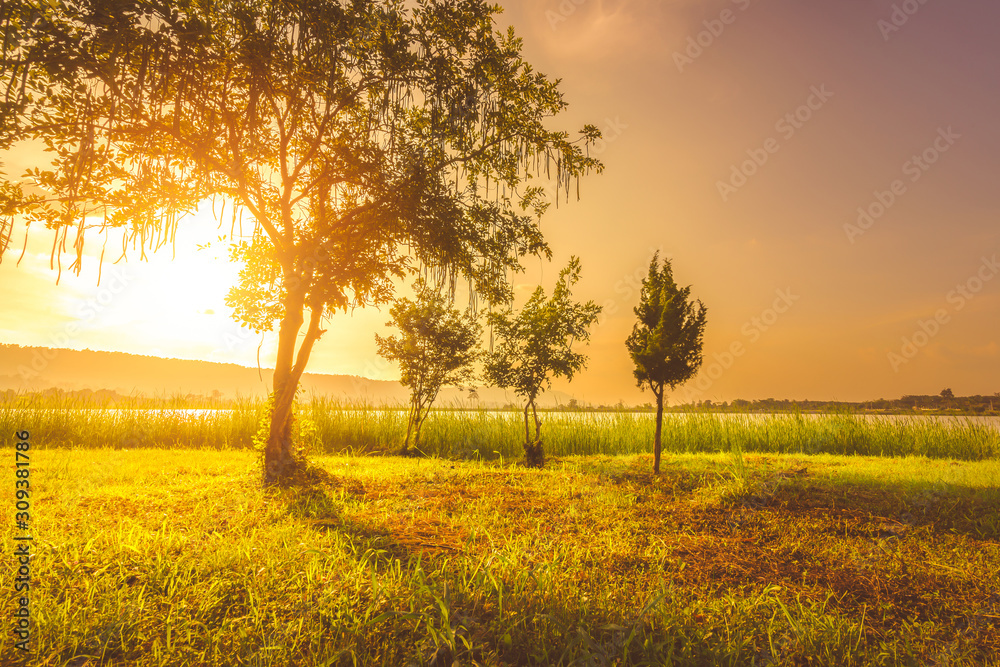 Fototapeta premium Tree, grass, mountain, water and sunset to be landscape.