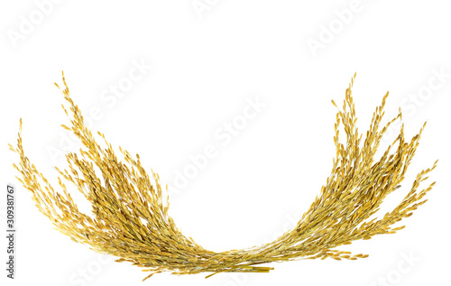 Ear of paddy rice at white background