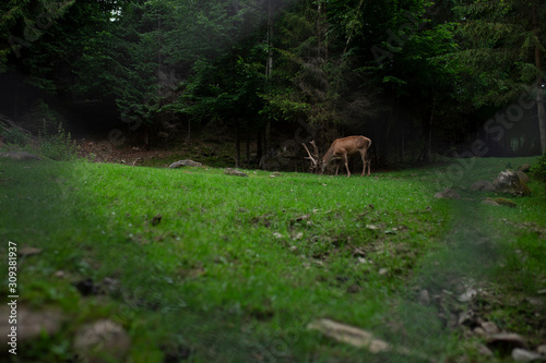 Deer stag in autumn forest