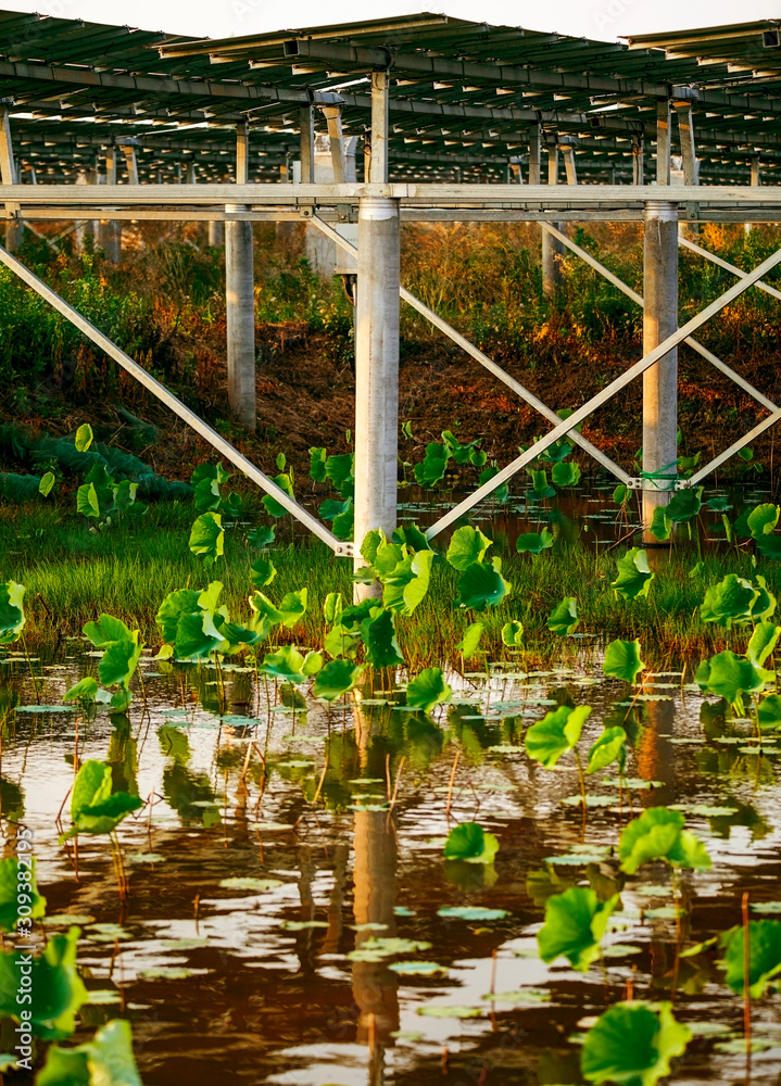 Solar photovoltaic cells built in a lotus pond Solar photovoltaic cells built in a lotus pond