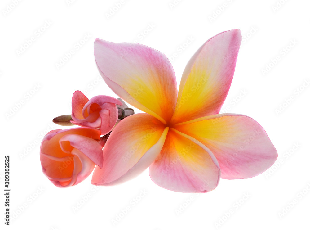 plumeria rubra flower isolated on White background