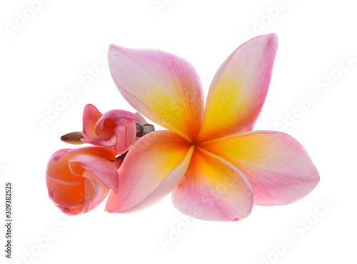 plumeria rubra flower isolated on White background