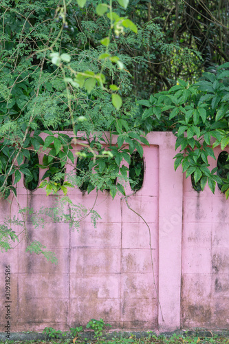 Old pink walls covered with green leaves