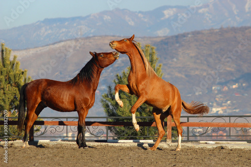 two horses in desert, young stallions in joint games learn to own their body