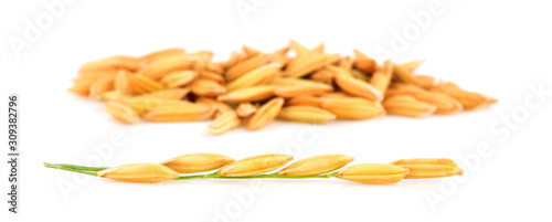 organic paddy rice,ear of paddy, ears of Thai jasmine rice isolated on white background