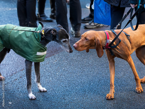 Photography Two dogs sniff each other. City dogs walking
