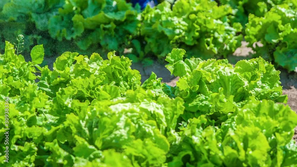 Fresh juicy lettuce getting watered on farmland, close up Fresh juicy lettuce getting watered on farmland, close up