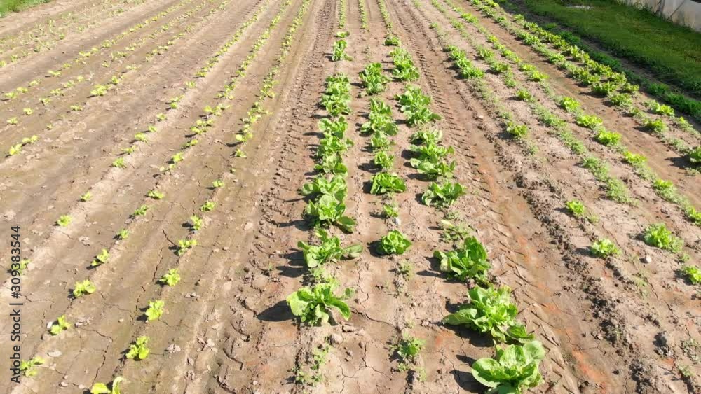Low aerial flyover of field with cabbages and lettuce salad leaves Low aerial flyover of field with cabbages and lettuce salad leaves